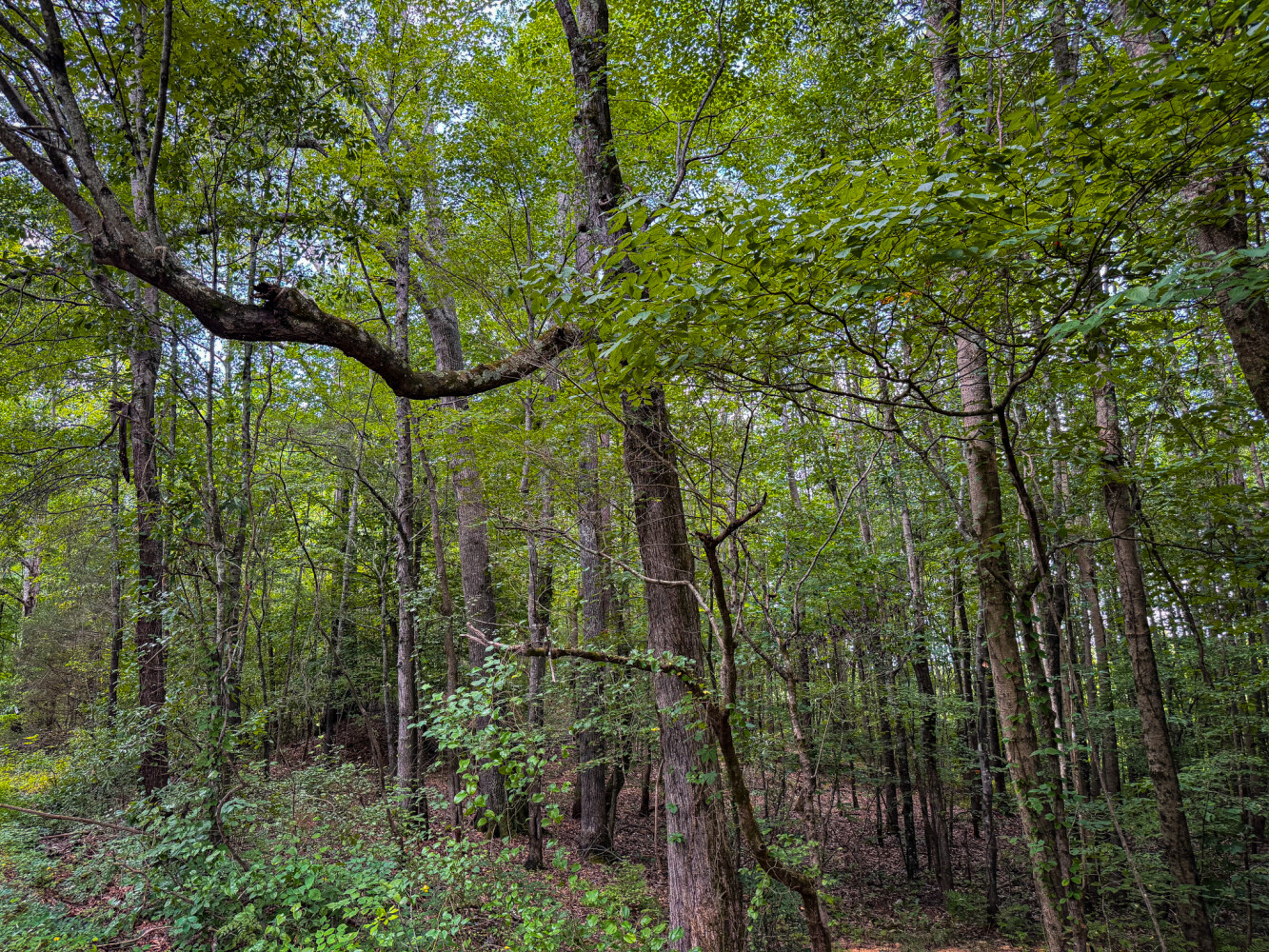 Rutledge Branch Duck Hole in Tishomingo County, MS (15 of 29)