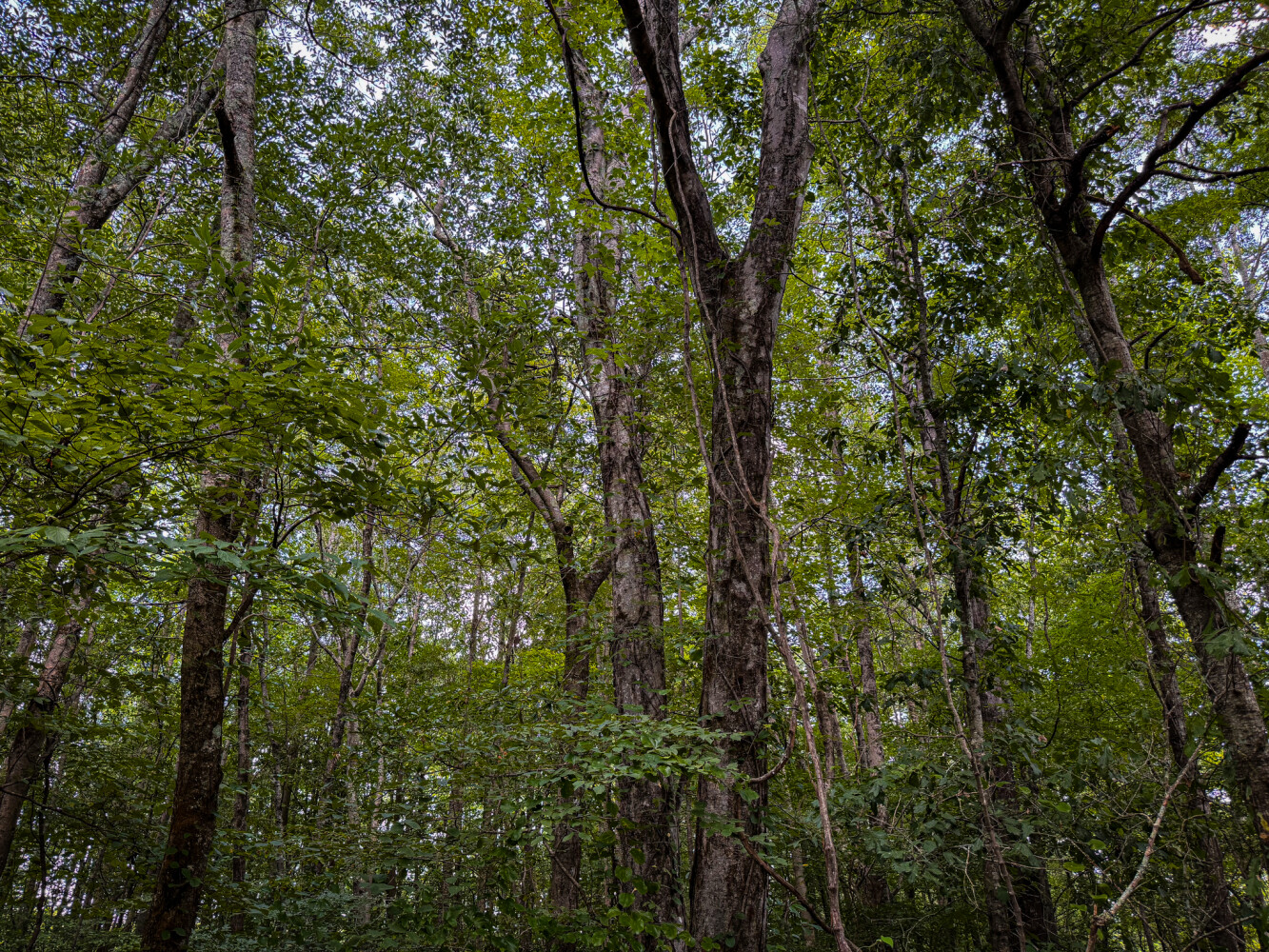 Rutledge Branch Duck Hole in Tishomingo County, MS (16 of 29)