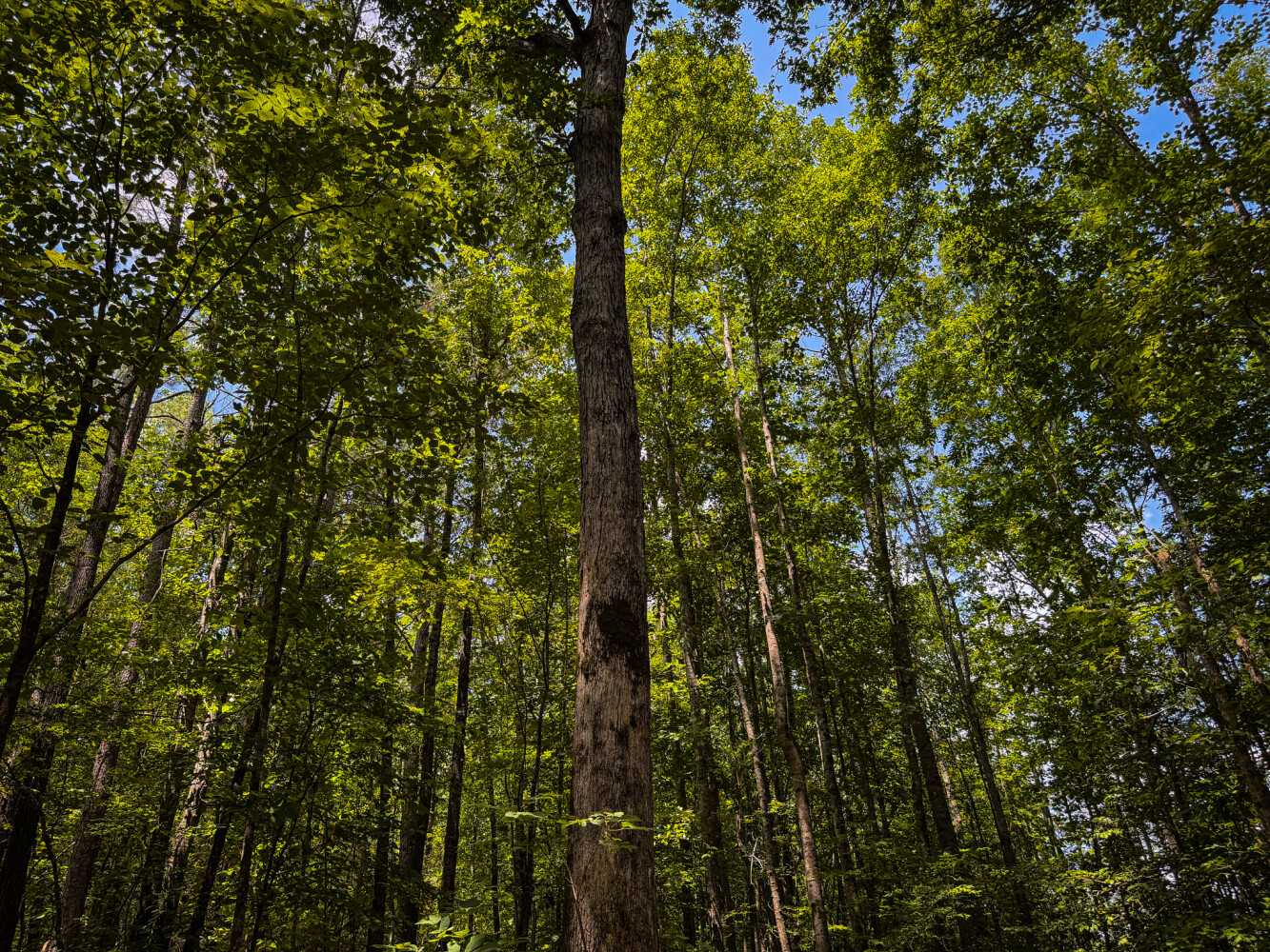 Rutledge Branch Duck Hole in Tishomingo County, MS (19 of 29)