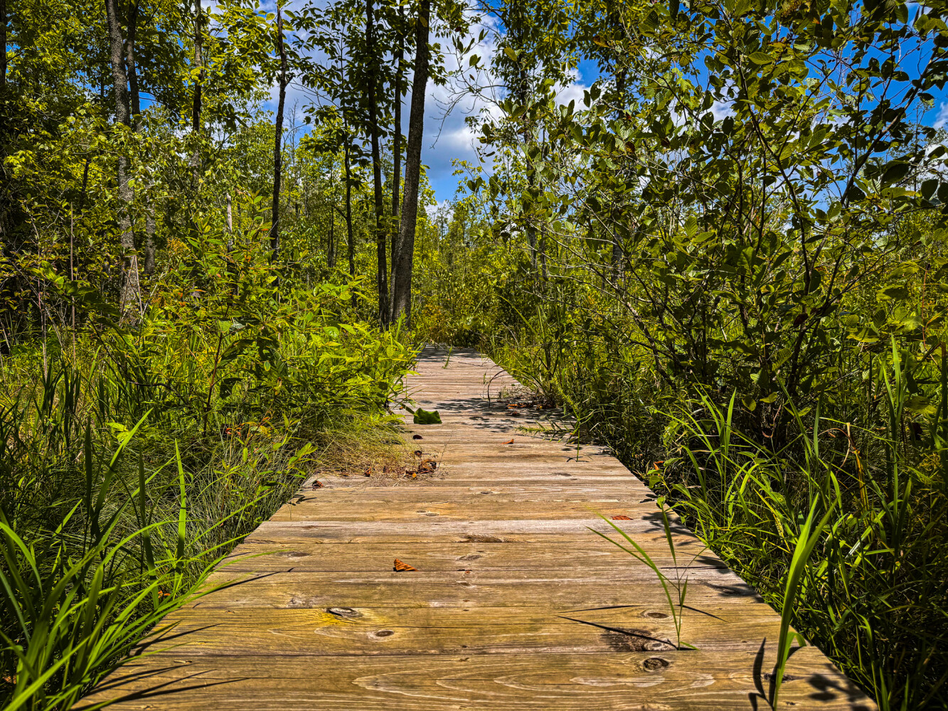 Rutledge Branch Duck Hole in Tishomingo County, MS (21 of 29)