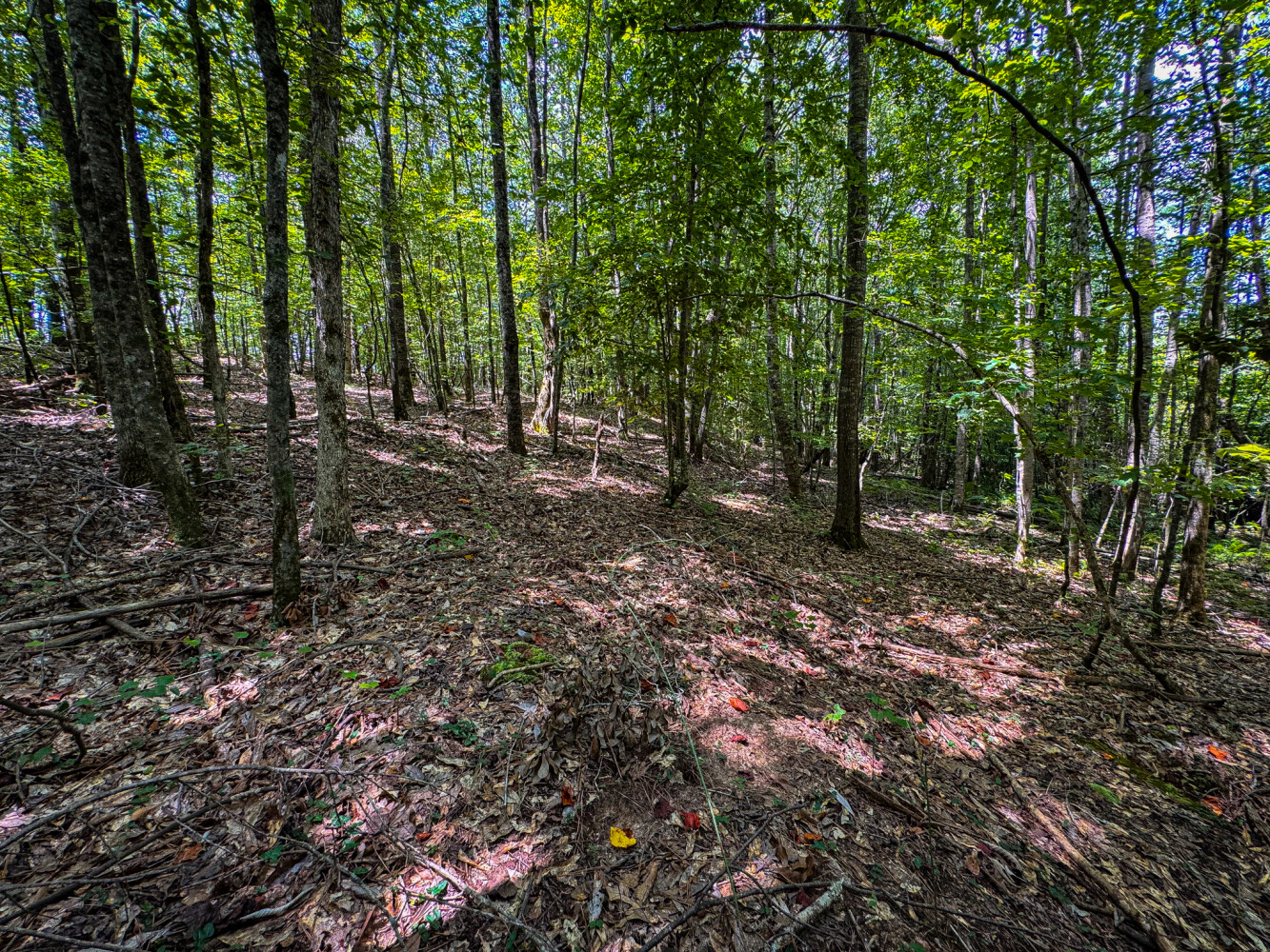 Rutledge Branch Duck Hole in Tishomingo County, MS (25 of 29)