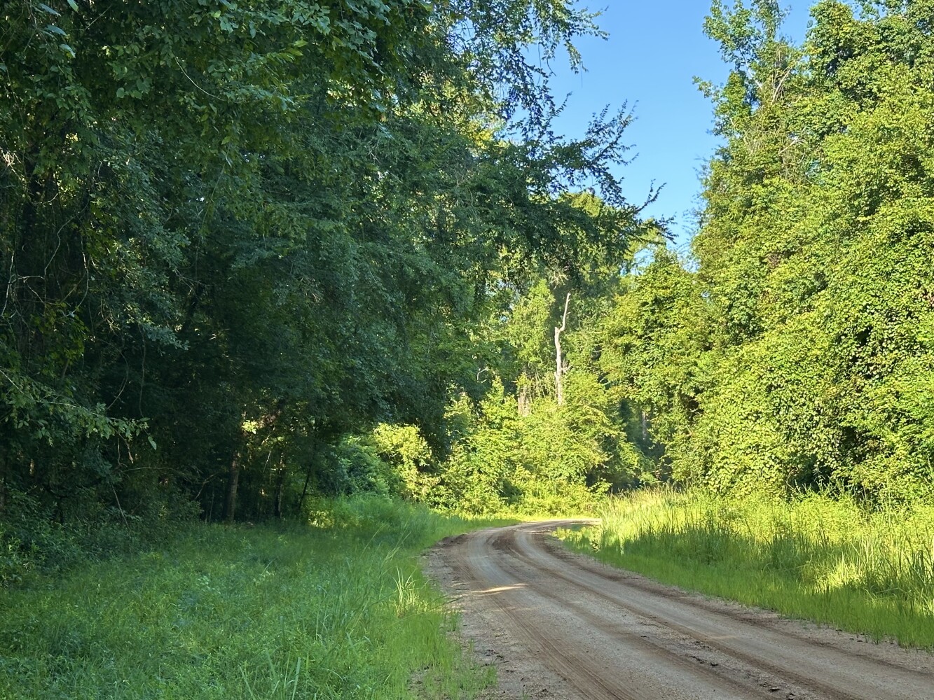158-Acre Hunting Land for Sale, George County, MS, photo 3 of 43