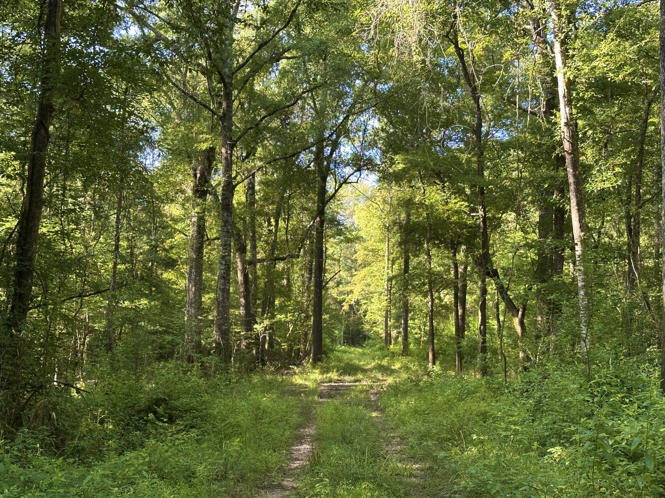 158 acres in George County, MS: hunting land for sale near Mclain, MS