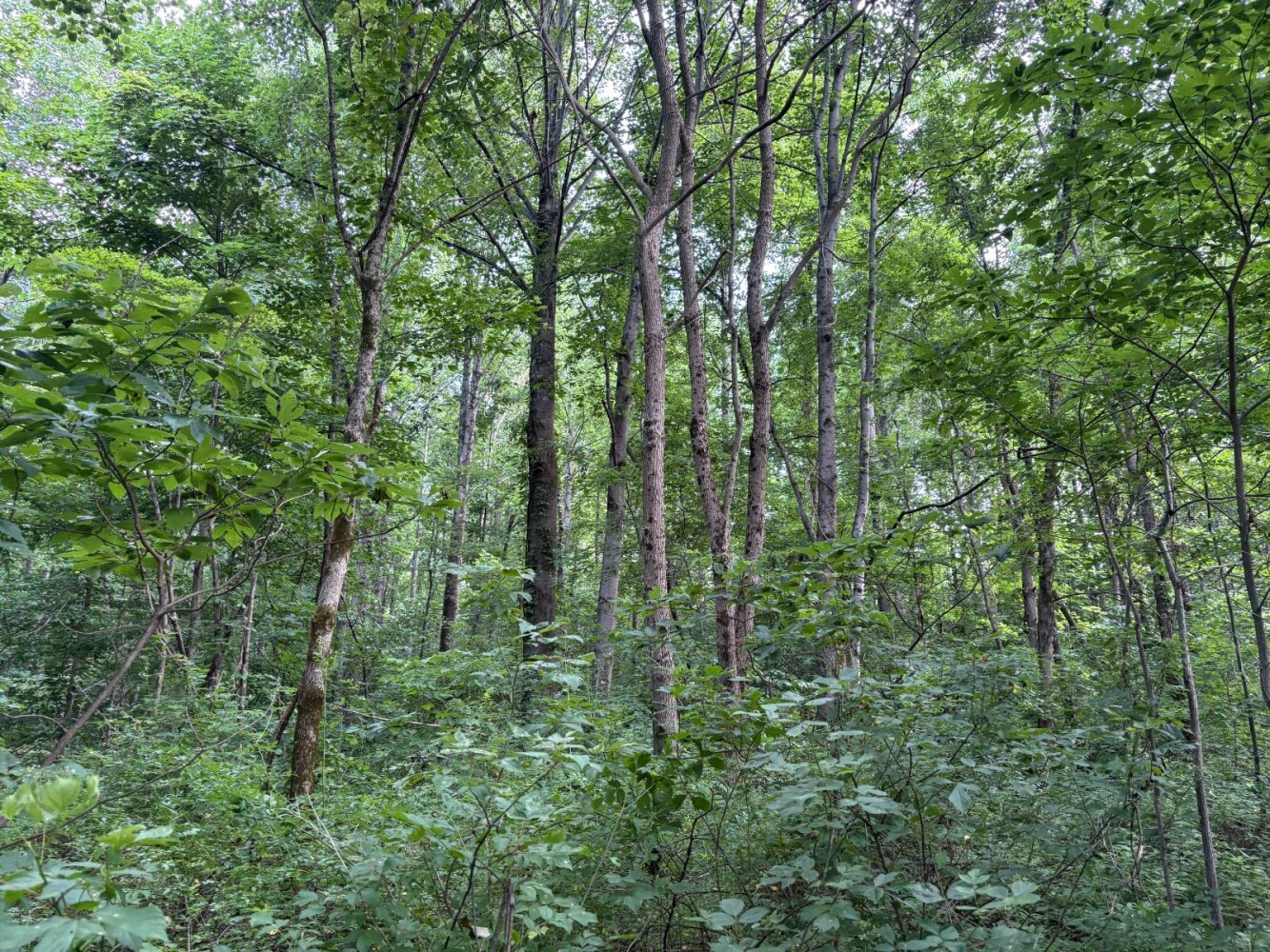 Land for Sale in Franklin County, IN (24 of 64)