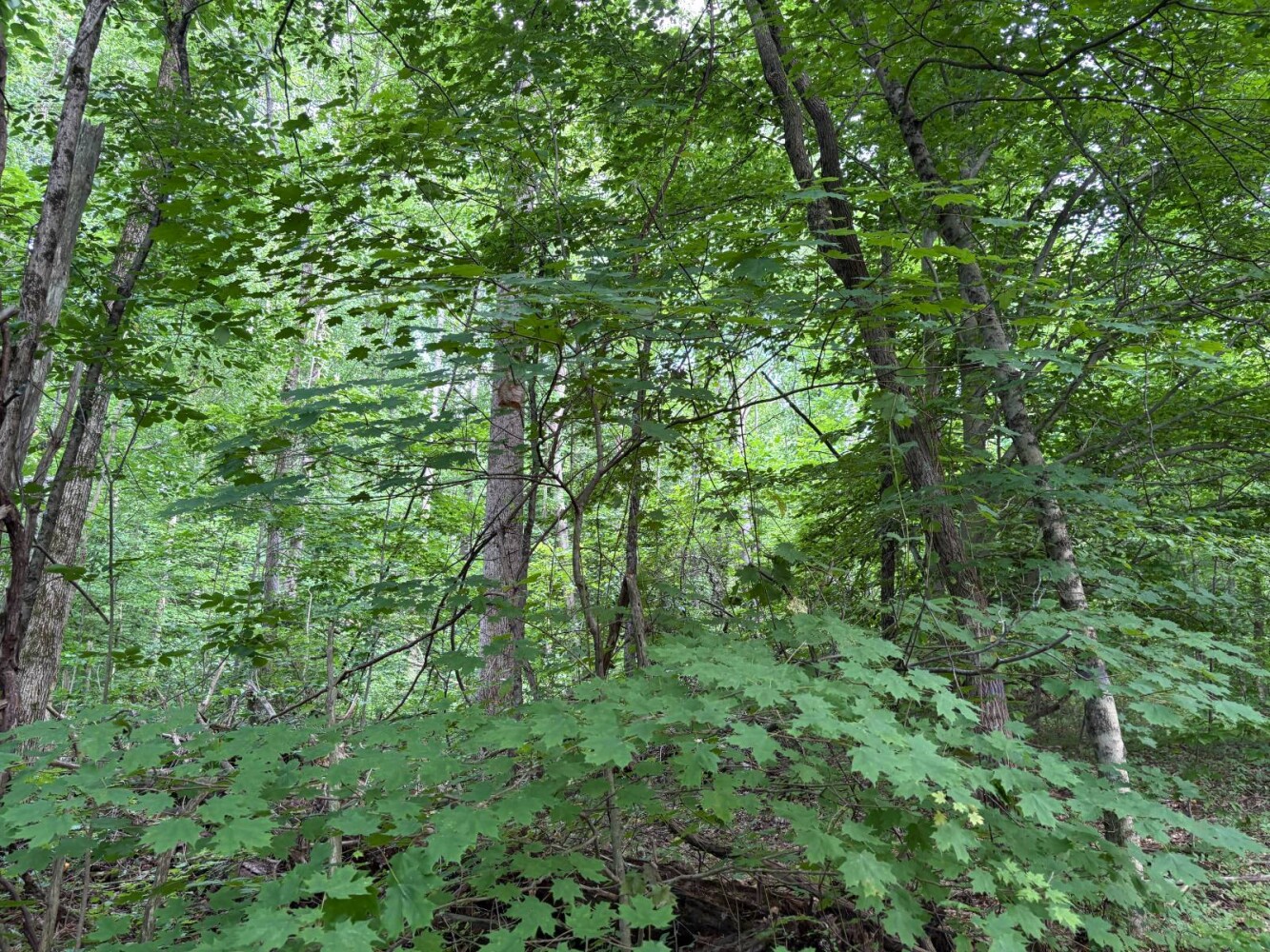 Land for Sale in Franklin County, IN (26 of 64)