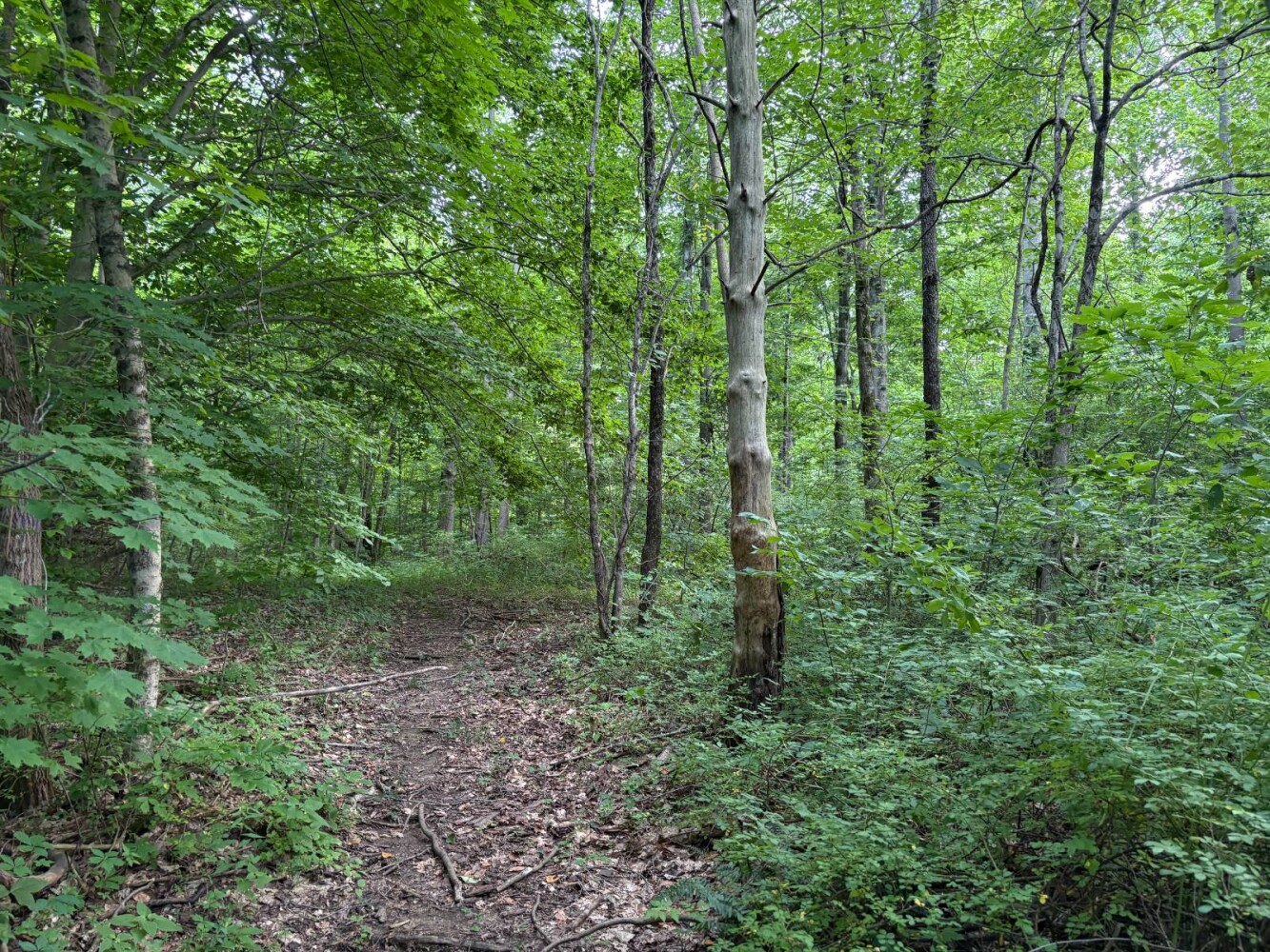 Land for Sale in Franklin County, IN (27 of 64)