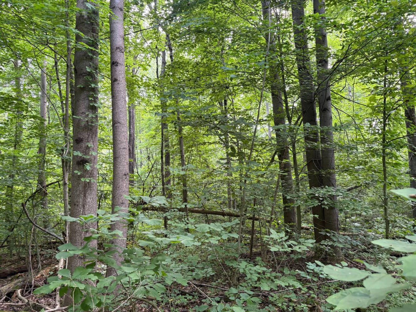 Land for Sale in Franklin County, IN (28 of 64)