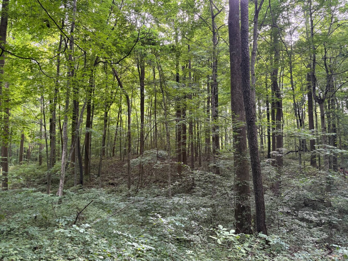 Land for Sale in Franklin County, IN (36 of 64)