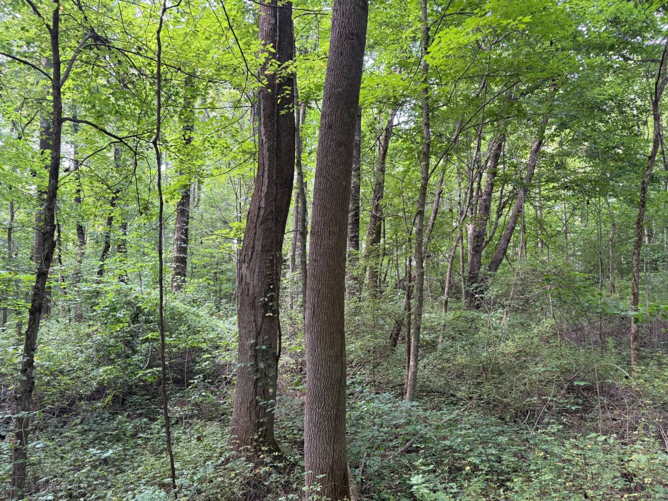 Land for Sale in Franklin County, IN (38 of 64)