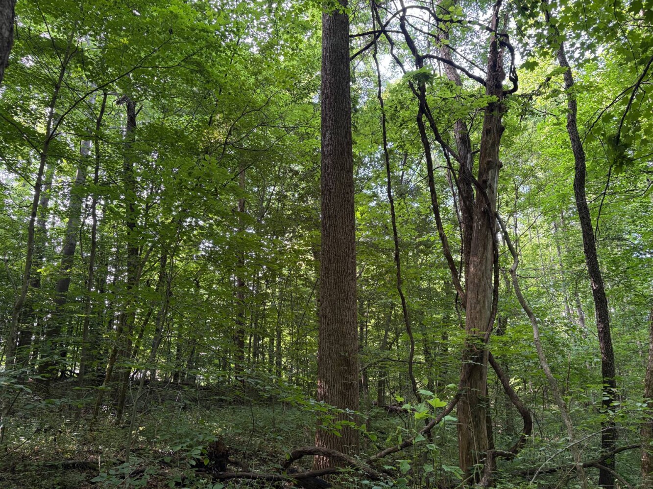 Land for Sale in Franklin County, IN (43 of 64)