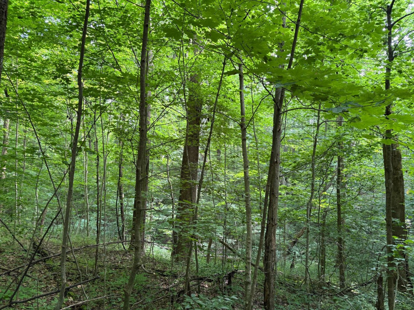 Land for Sale in Franklin County, IN (47 of 64)