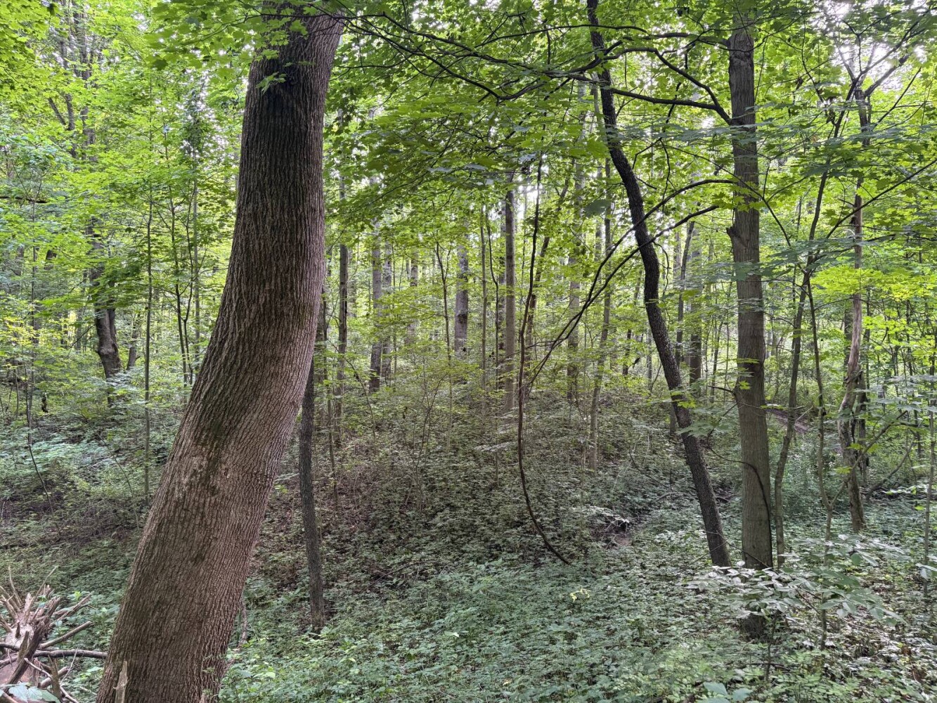 Land for Sale in Franklin County, IN (49 of 64)