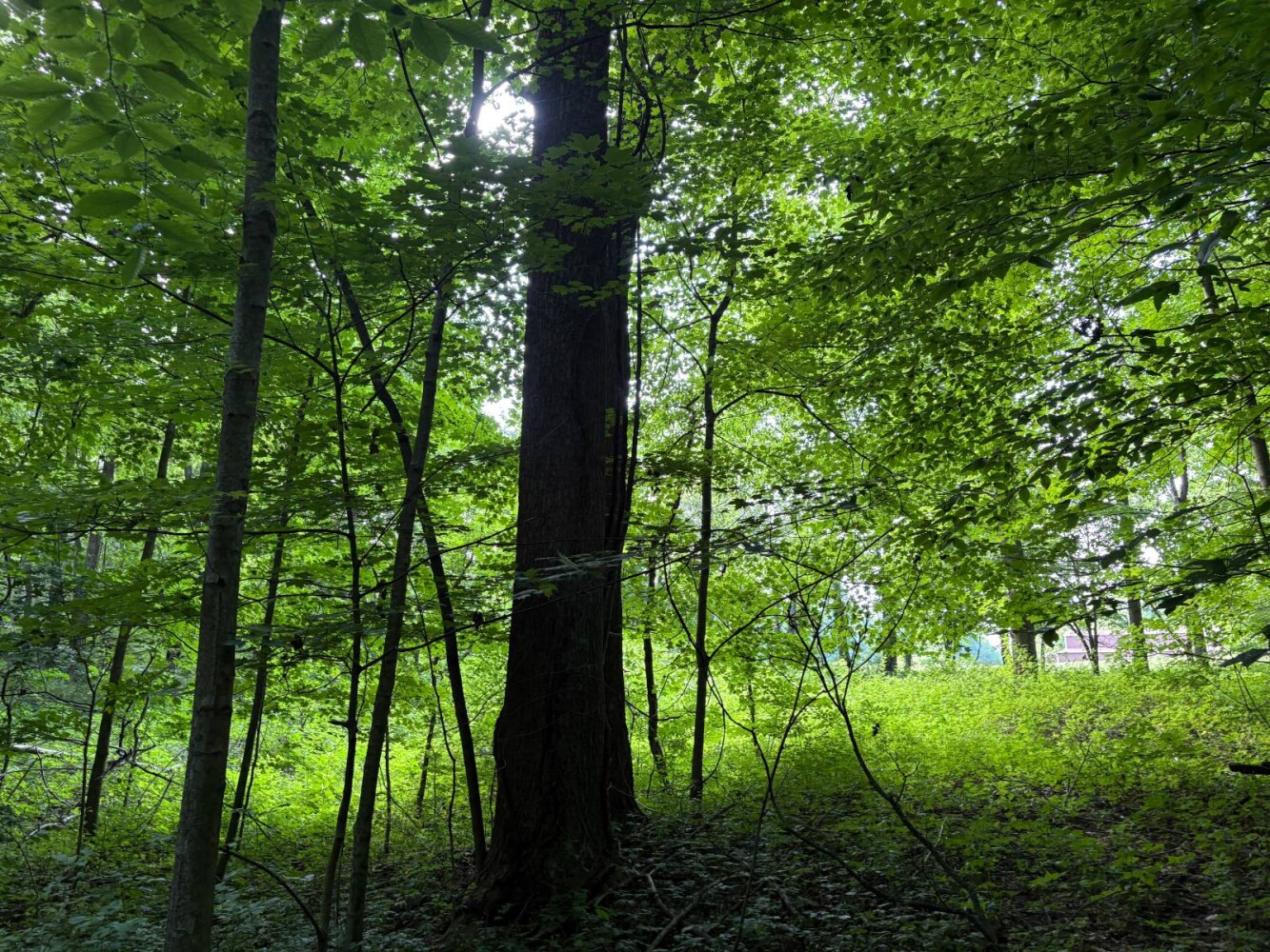 Land for Sale in Franklin County, IN (50 of 64)