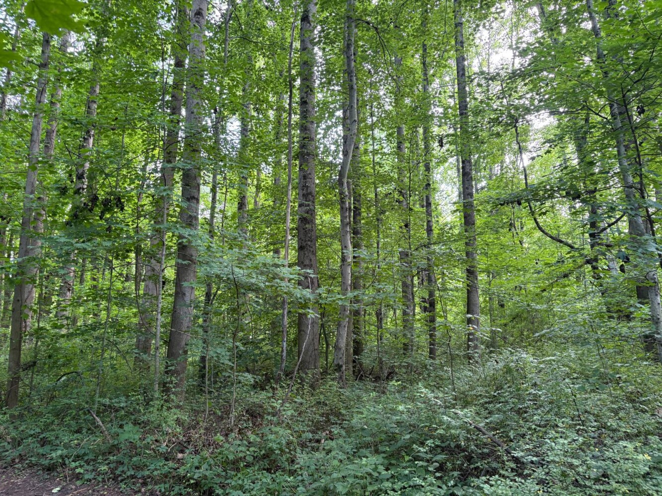 Land for Sale in Franklin County, IN (52 of 64)