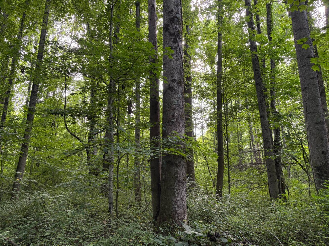 Land for Sale in Franklin County, IN (53 of 64)