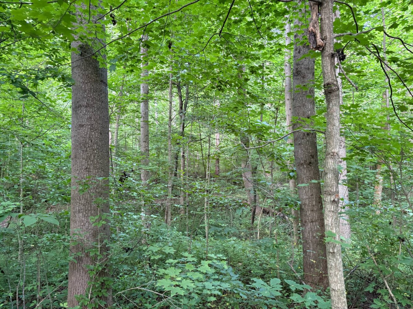 Land for Sale in Franklin County, IN (55 of 64)