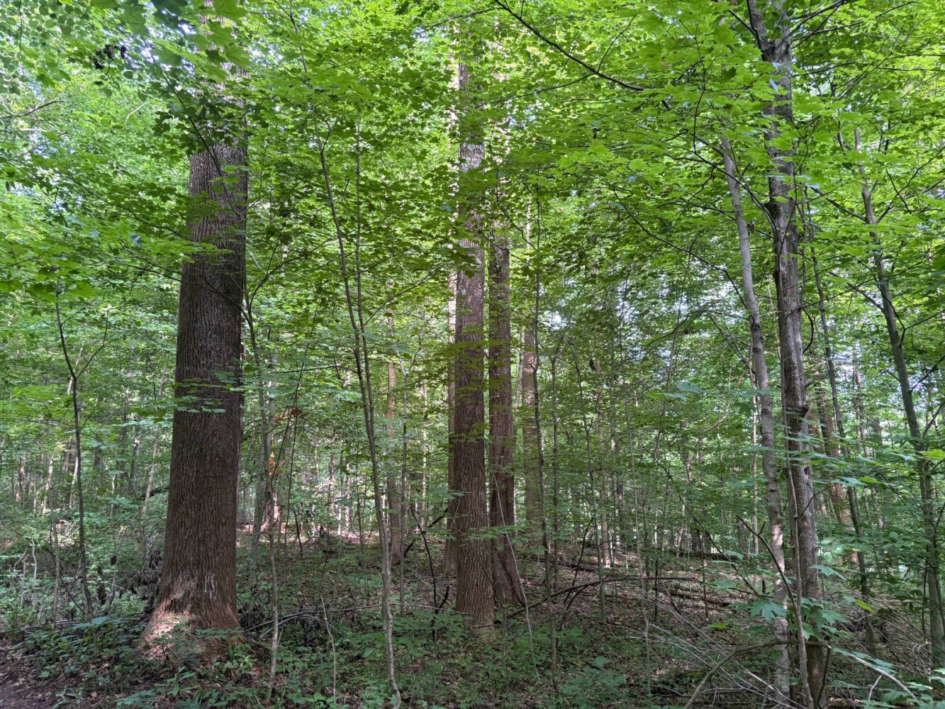 Land for Sale in Franklin County, IN (58 of 64)