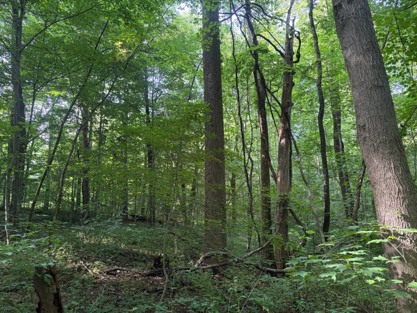 Land for Sale in Franklin County, IN (62 of 64)
