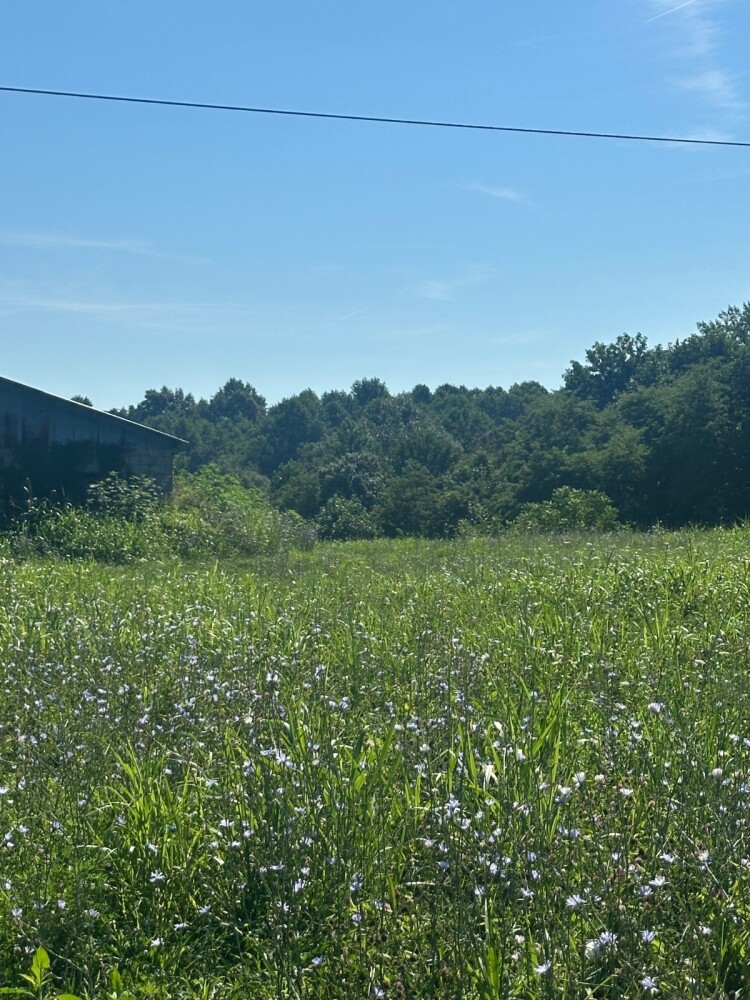 Land for Sale in Casey County, KY (1 of 8)