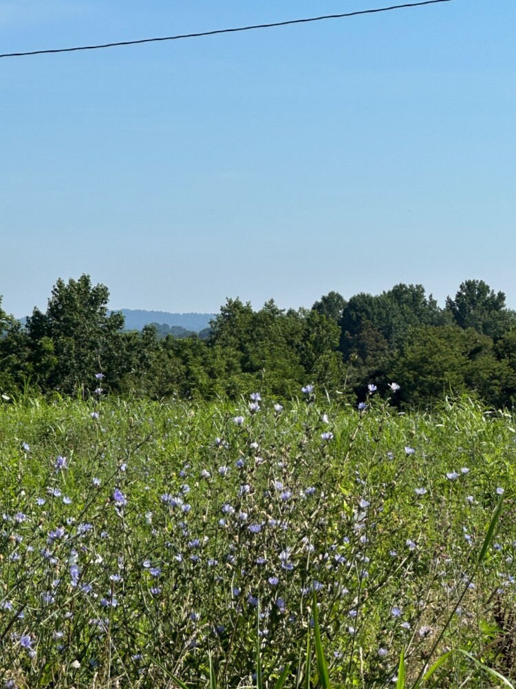 Land for Sale in Casey County, KY (2 of 8)