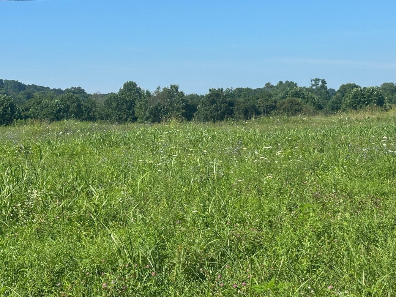 Land for Sale in Casey County, KY (4 of 8)