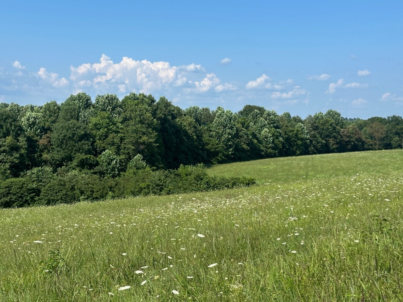 Land for Sale in Casey County, KY (7 of 8)