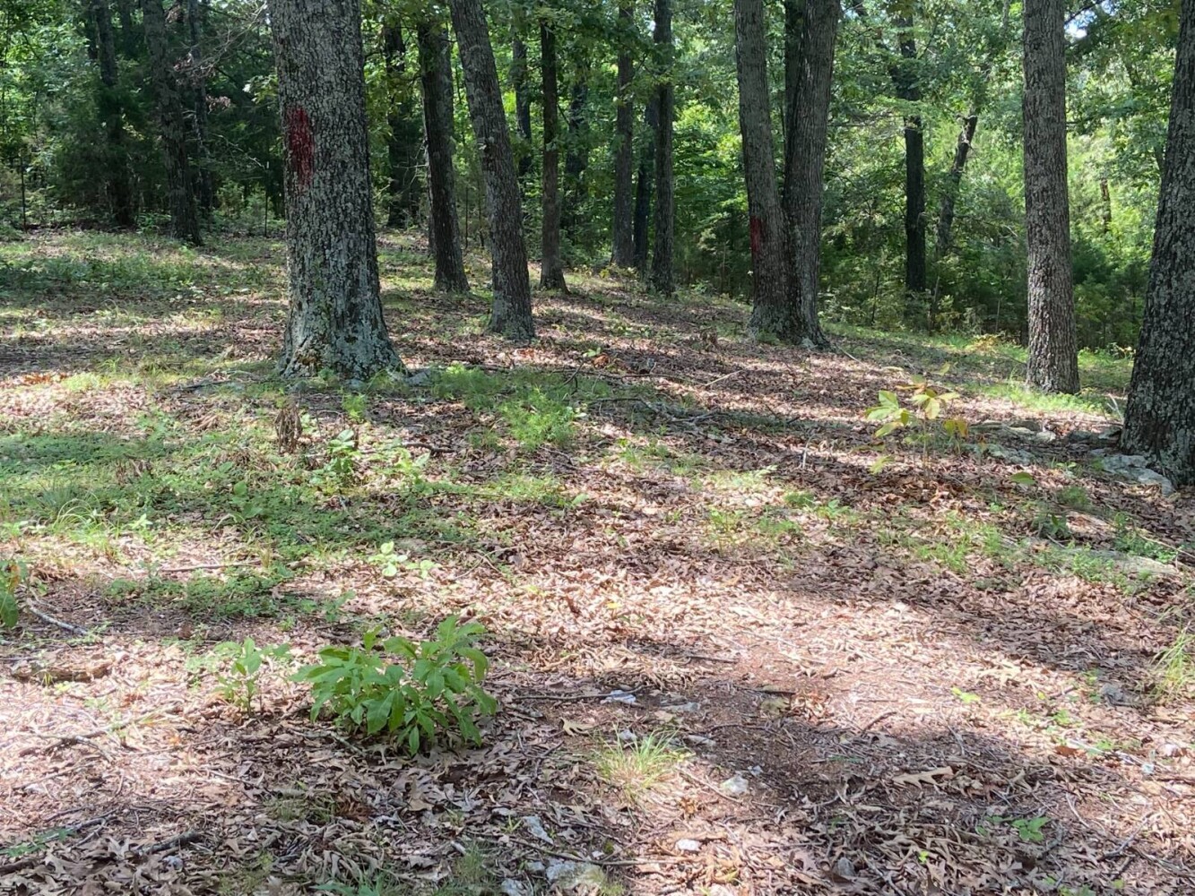 Land for Sale in Randolph County, AR (19 of 29)