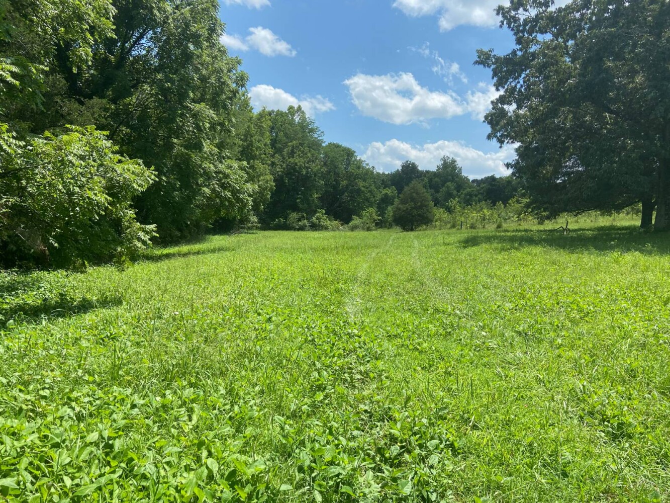 Land for Sale in Randolph County, AR (22 of 29)