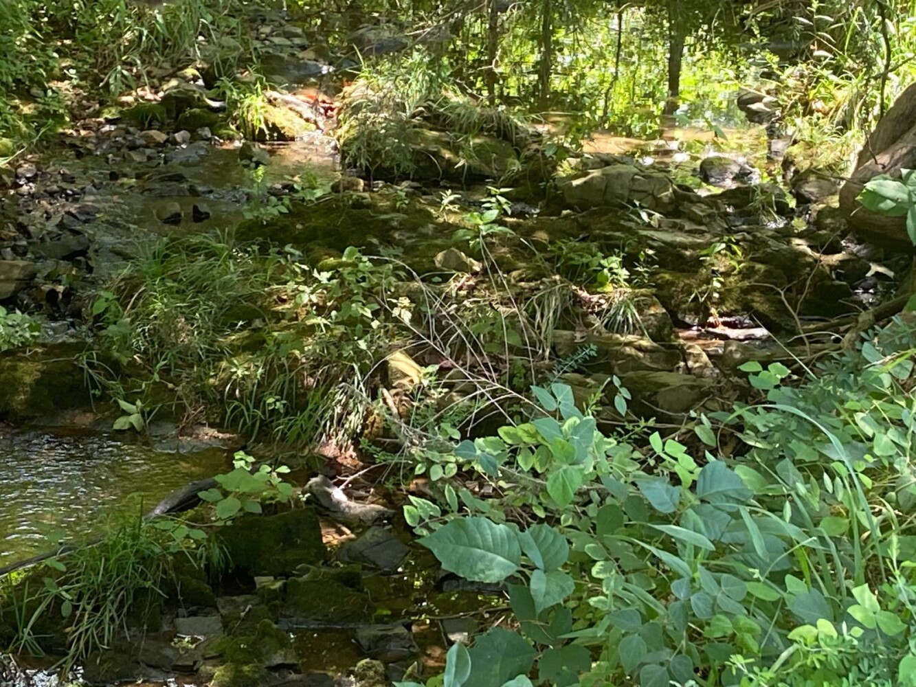Land for Sale in Randolph County, AR (24 of 29)