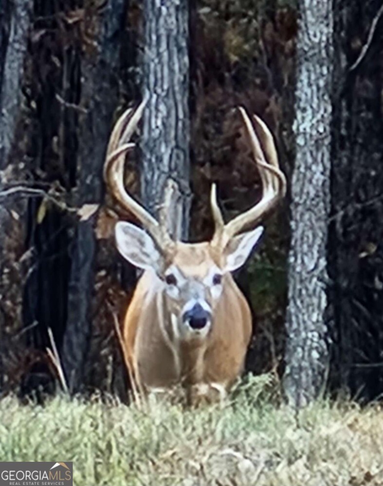Land for Sale in Floyd County, GA (9 of 18)