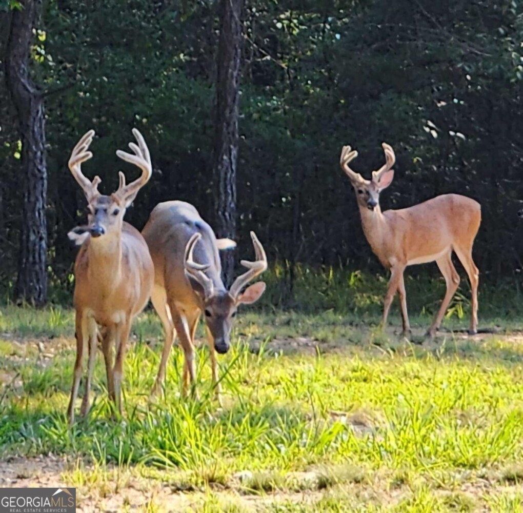Land for Sale in Floyd County, GA (10 of 18)