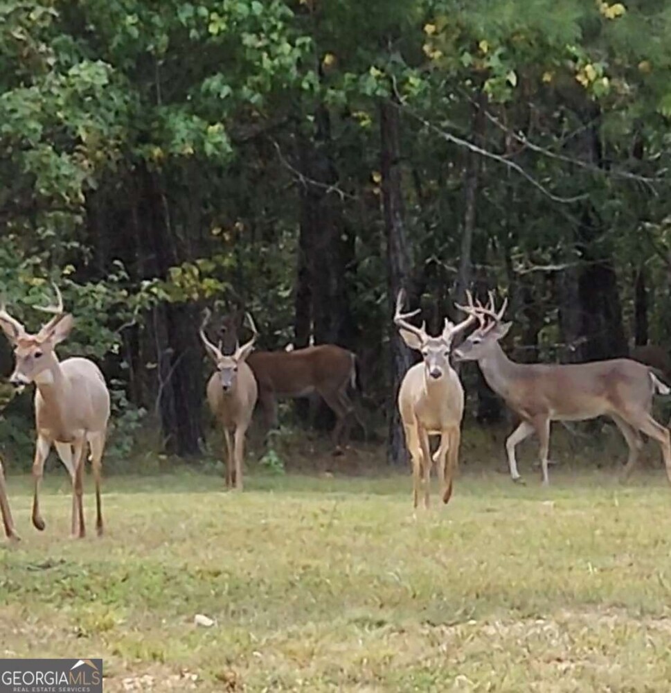 Land for Sale in Floyd County, GA (14 of 18)