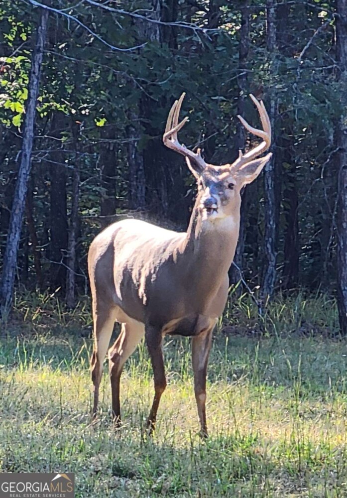 Land for Sale in Floyd County, GA (16 of 18)