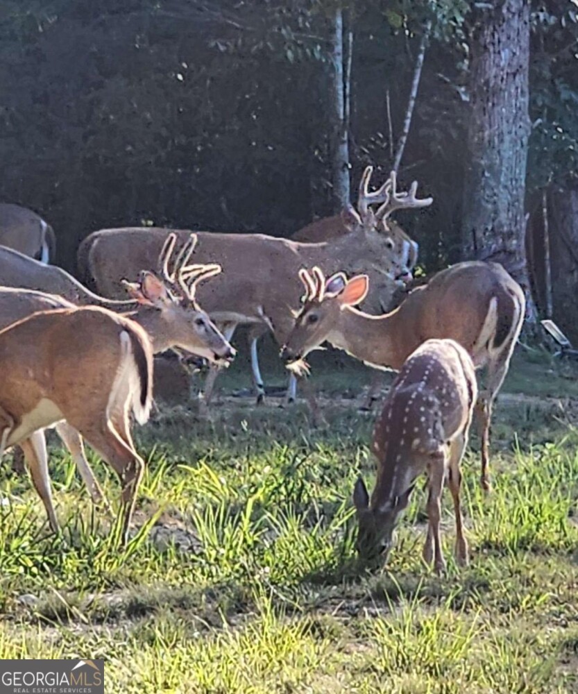 Land for Sale in Floyd County, GA (17 of 18)