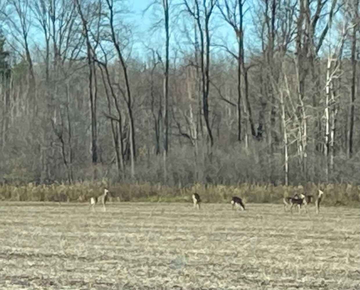 Land for Sale in Oconto County, WI (5 of 13)