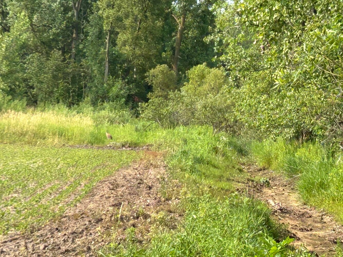 Land for Sale in Oconto County, WI (7 of 13)