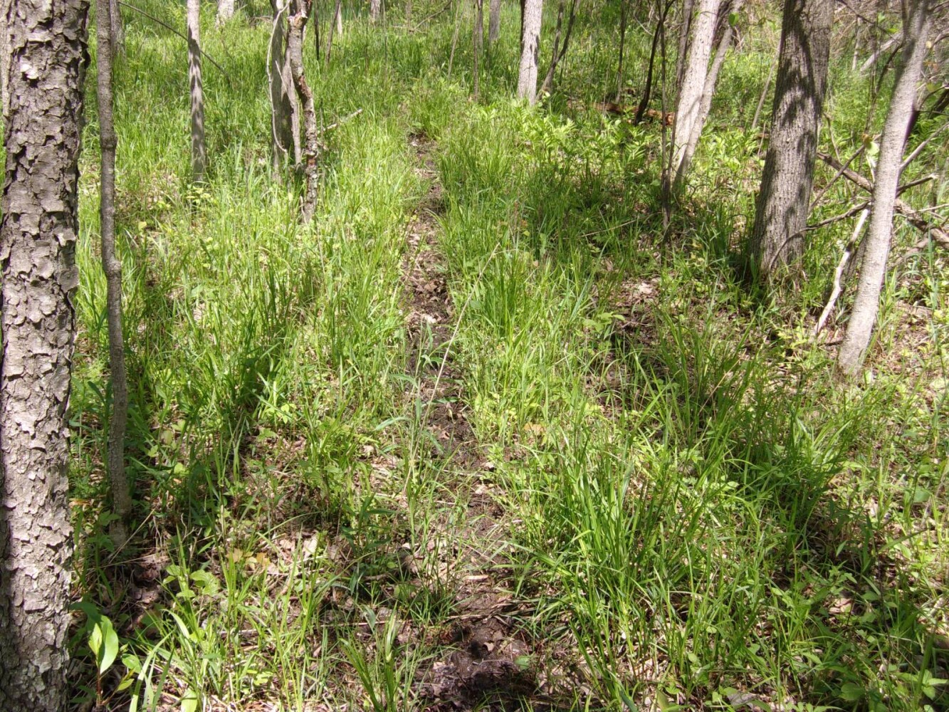 Land for Sale in Oconto County, WI (8 of 13)