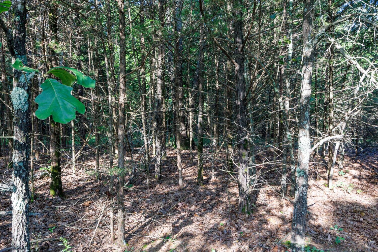 Land for Sale in Chautauqua County, KS (16 of 49)