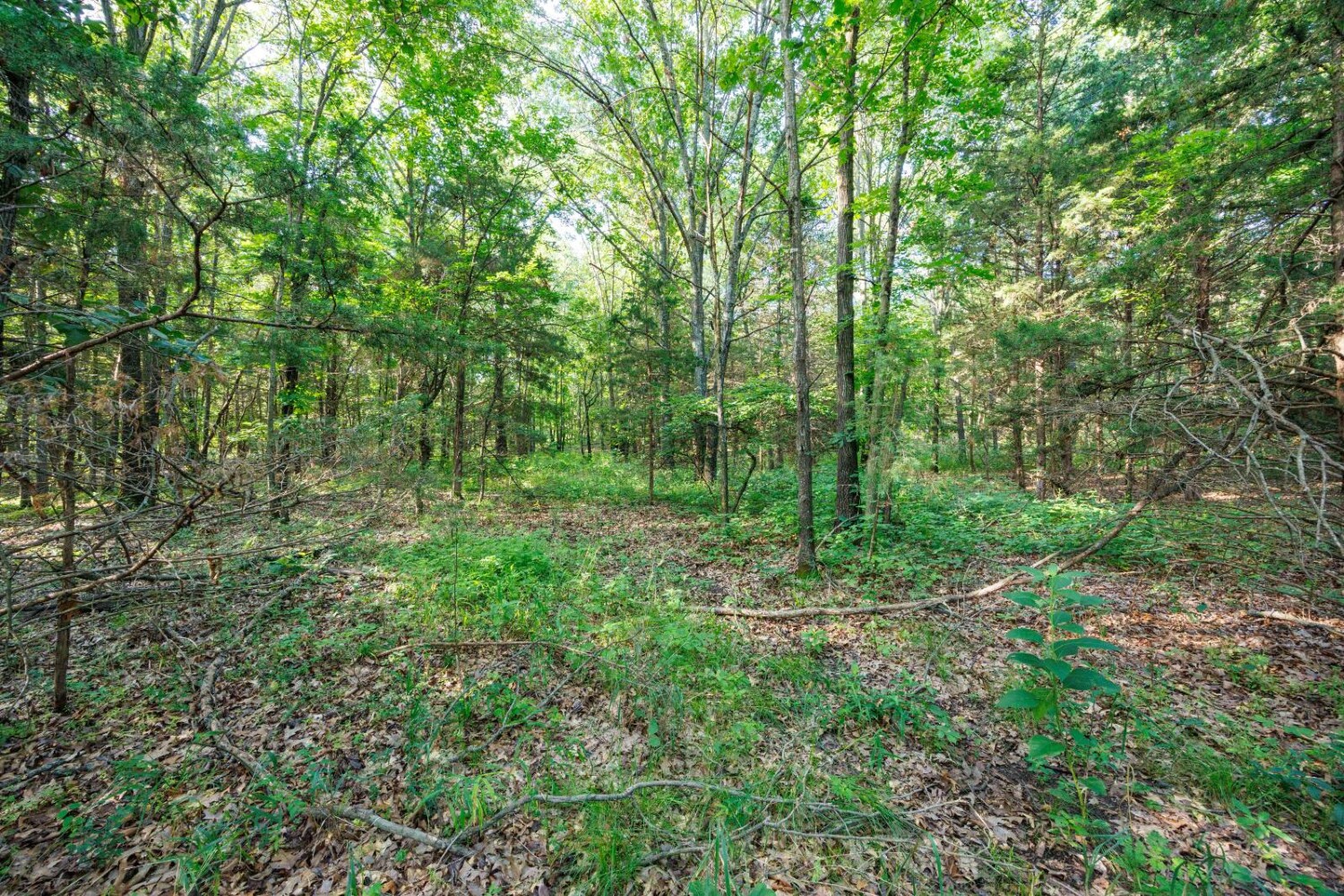 Land for Sale in Chautauqua County, KS (18 of 49)