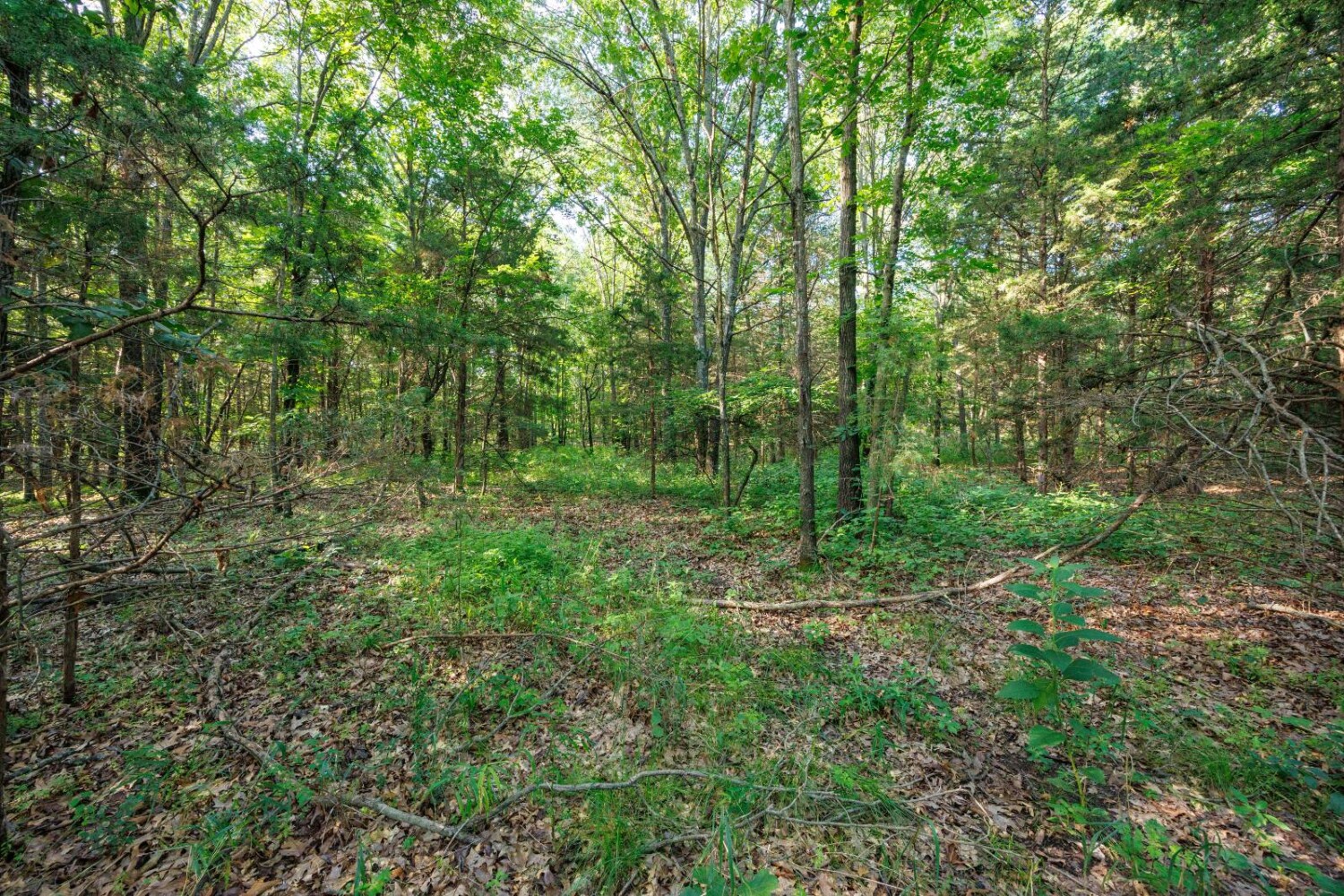 Land for Sale in Chautauqua County, KS (19 of 49)