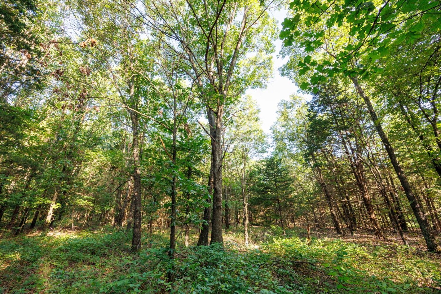 Land for Sale in Chautauqua County, KS (21 of 49)
