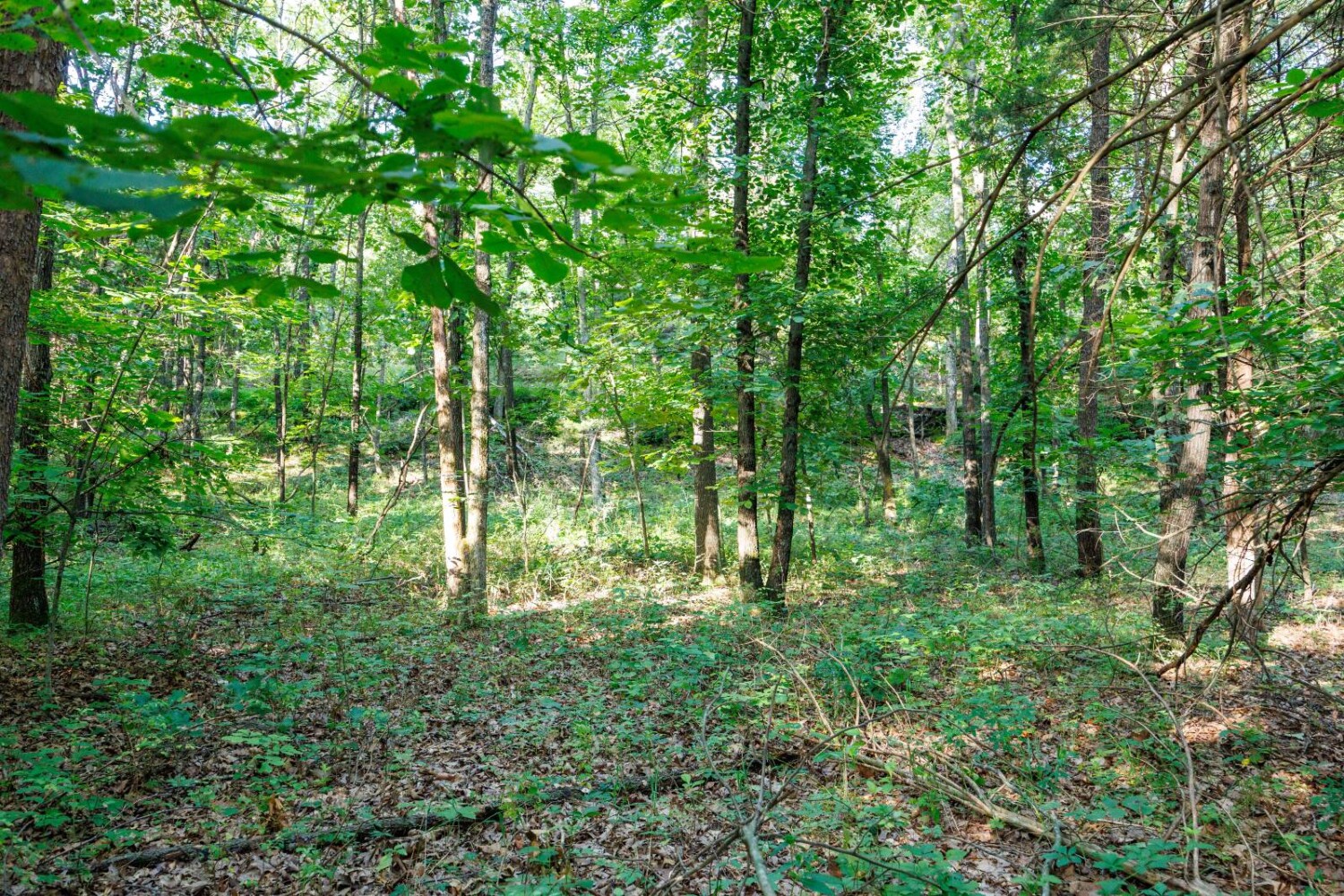 Land for Sale in Chautauqua County, KS (22 of 49)