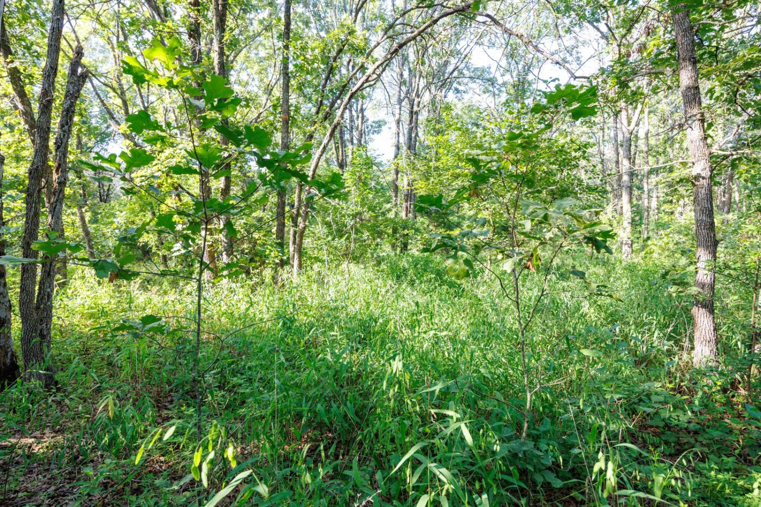 Land for Sale in Chautauqua County, KS (30 of 49)