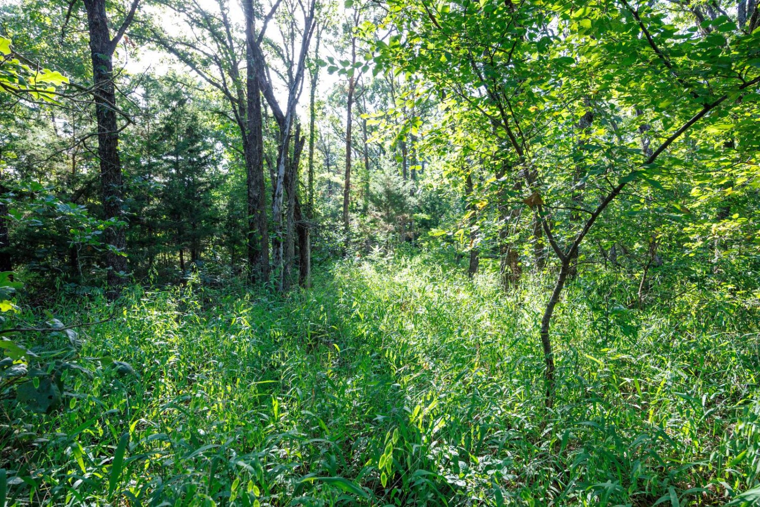 Land for Sale in Chautauqua County, KS (31 of 49)