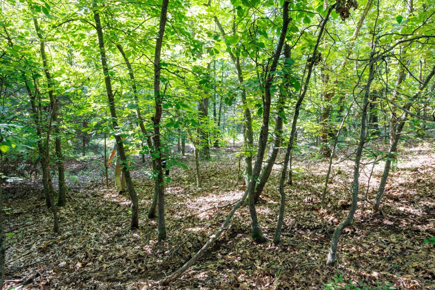 Land for Sale in Chautauqua County, KS (35 of 49)