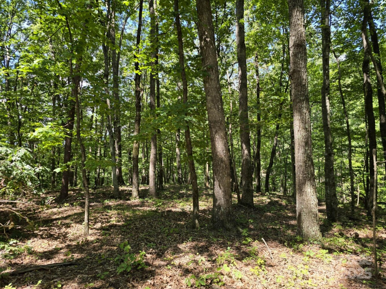 Land for Sale in Rutherford County, NC (8 of 29)
