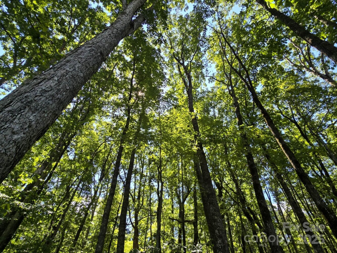 Land for Sale in Rutherford County, NC (9 of 29)