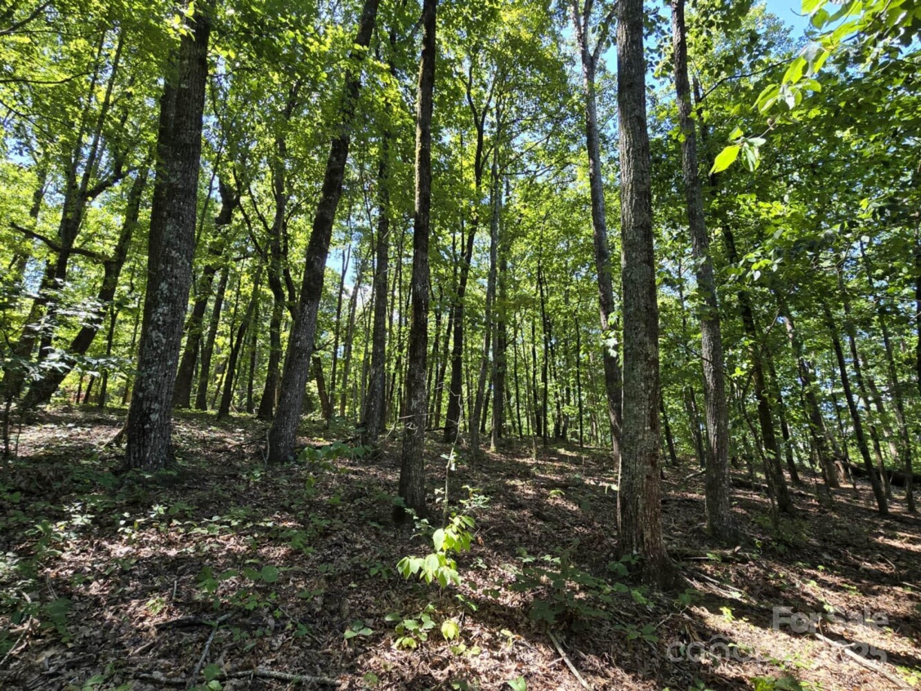 Land for Sale in Rutherford County, NC (13 of 29)