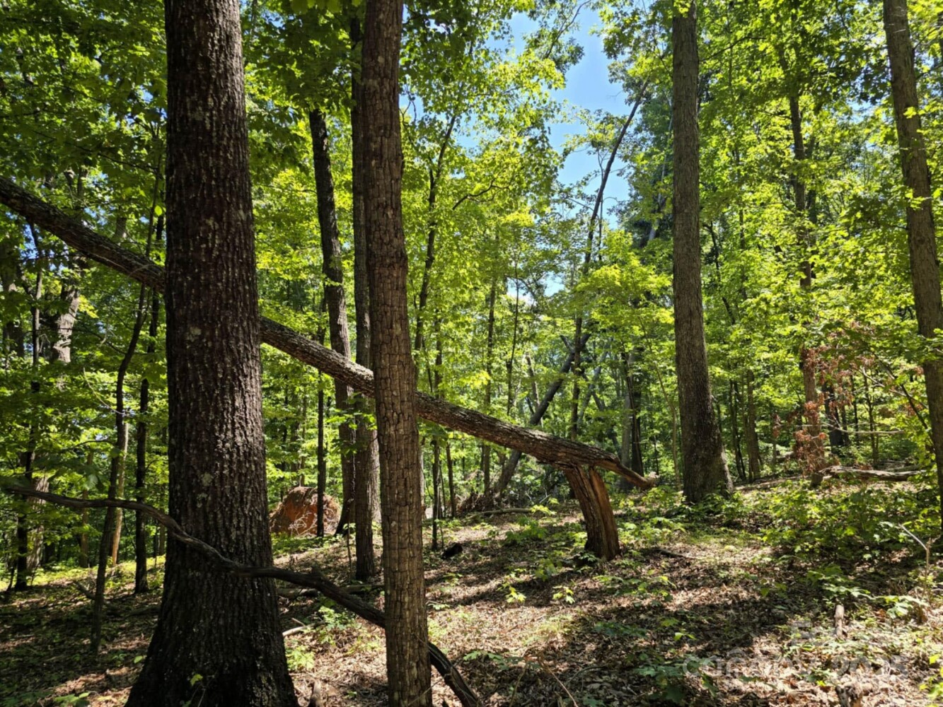Land for Sale in Rutherford County, NC (24 of 29)