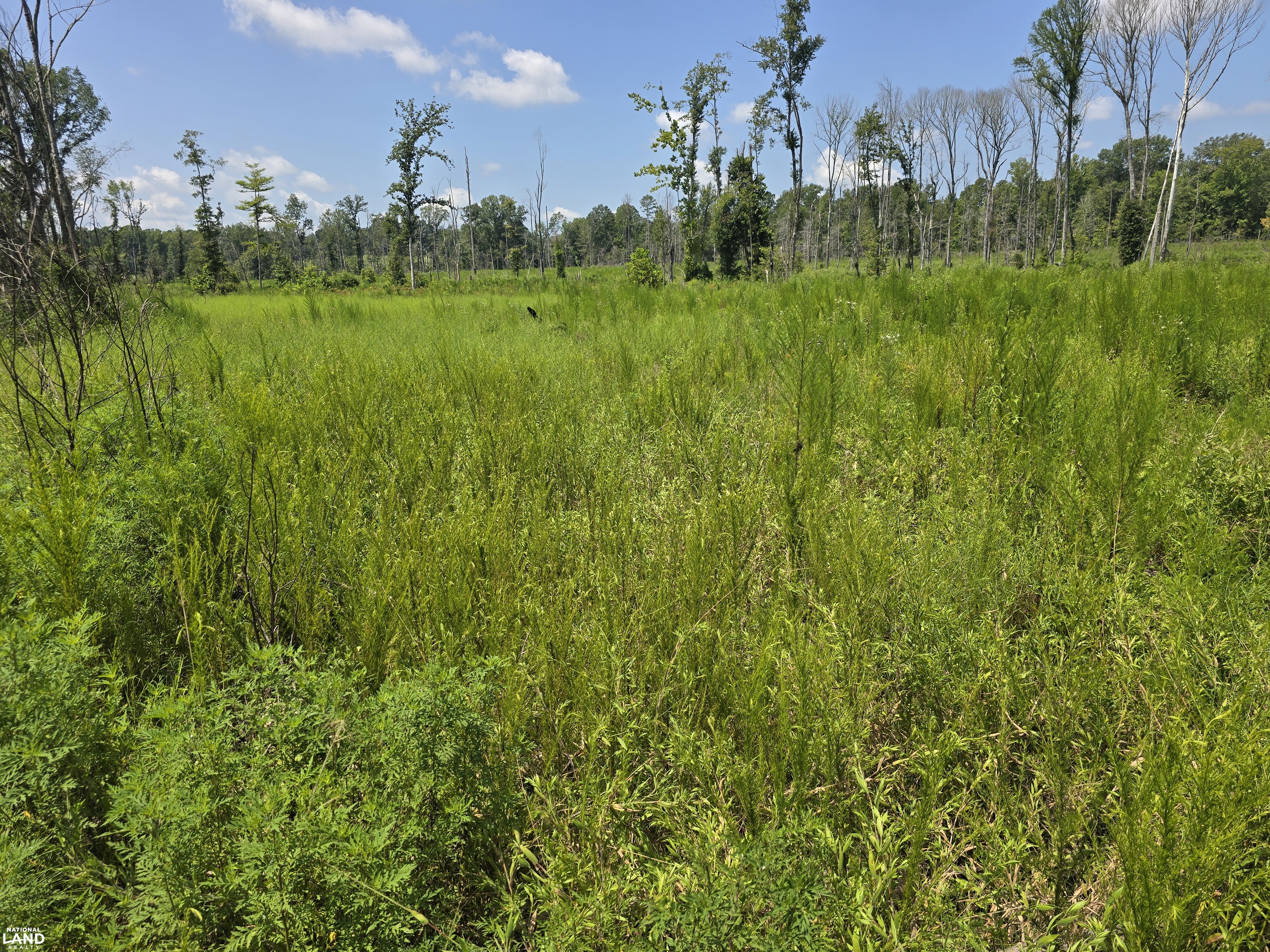 Jackson Creek Hunting & Timber Investment in Montgomery County, Alabama ...